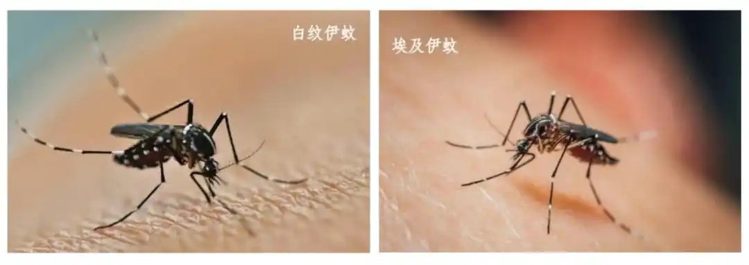 花蚊子到底有多恐怖,让佛山多区发布《告全体市民书》